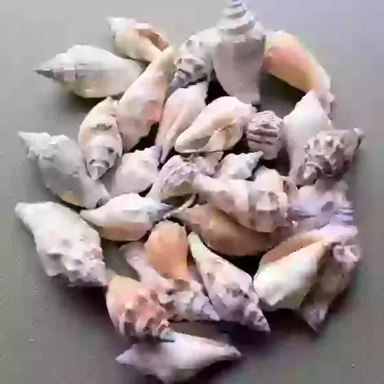 Bear Conch Sea Shells 90g Pack